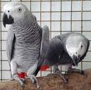 parrots available