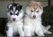 Adorable Siberian Husky Puppies For Free Adoption(angelinathomas16@yah