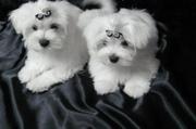 Tremendous Maltese puppies for loving and caring families..